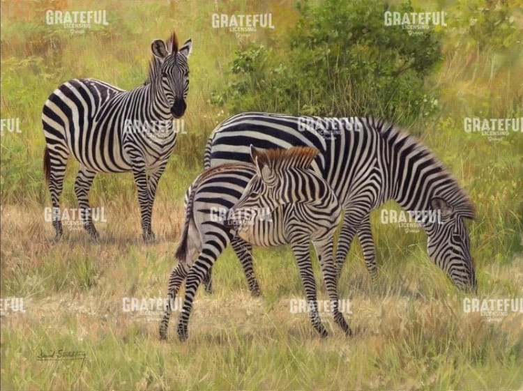 Zebras South Luangwa