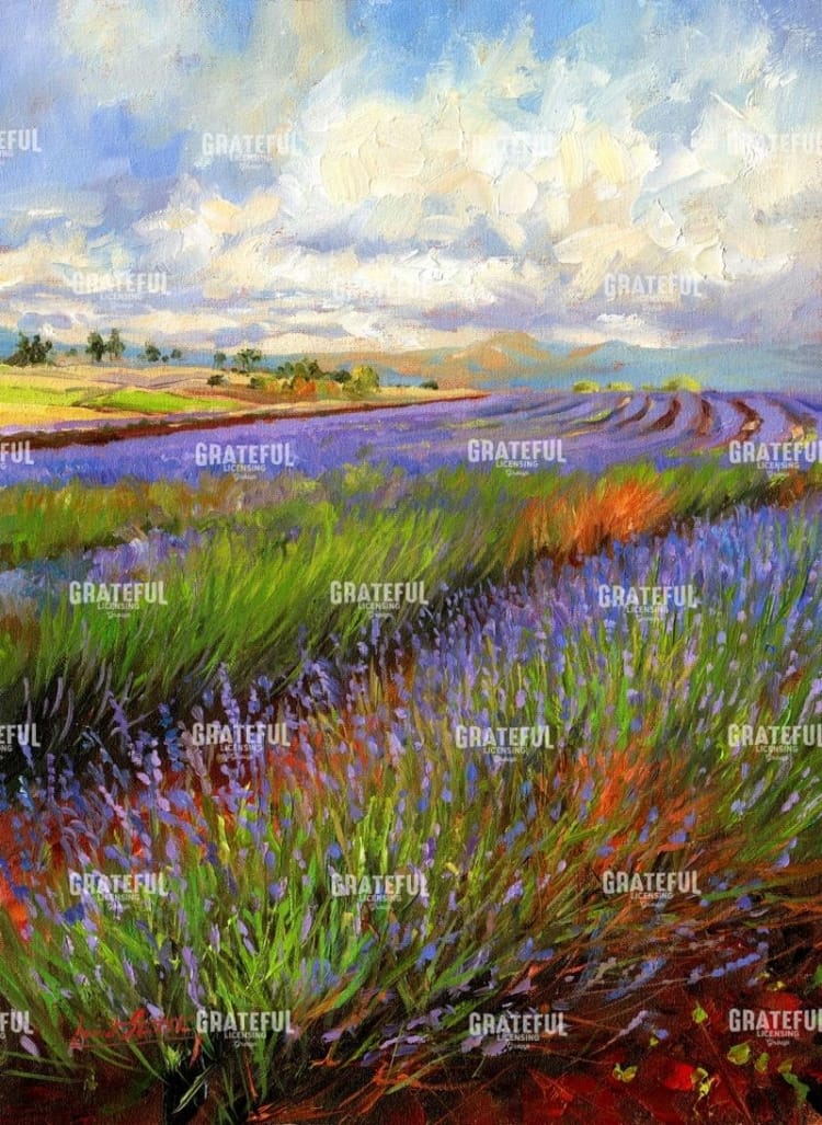 Lavender Field