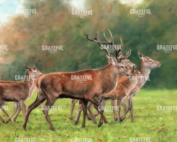 Red Deer