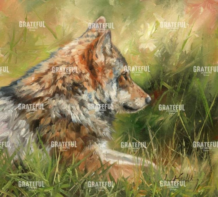 grey wolf in grass