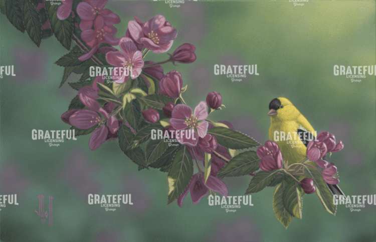 Goldfinch and Pink Blossoms