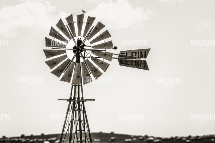 Bird on a Windmill