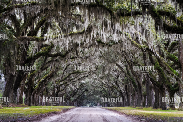 Wormsloe Alley