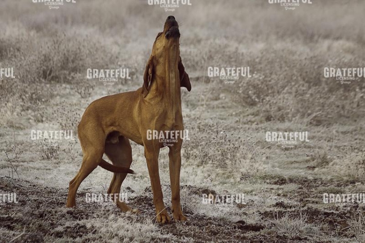 Hilt Hound