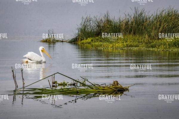 Pelican Calm