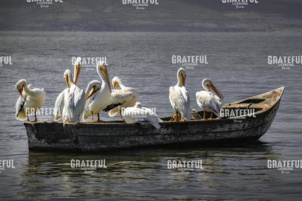 Pelican Refuge
