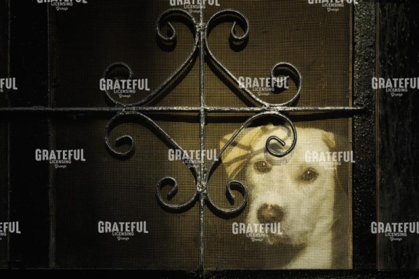 Screen Dog