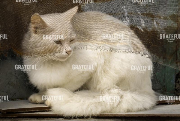 Screened Cat