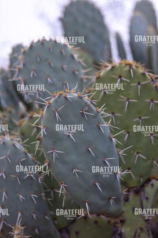 arizona-7.jpg