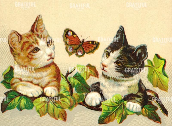 Cats with Butterfly