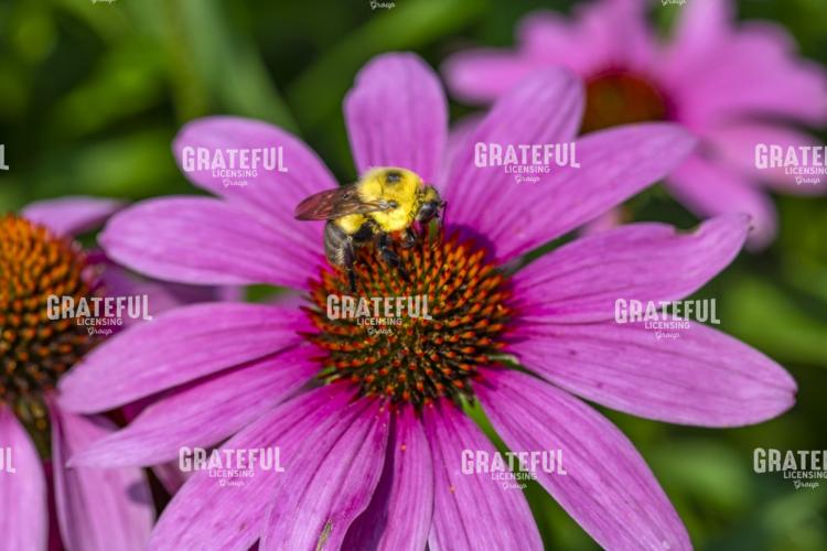Bumblebee on a Purple Cone Flower