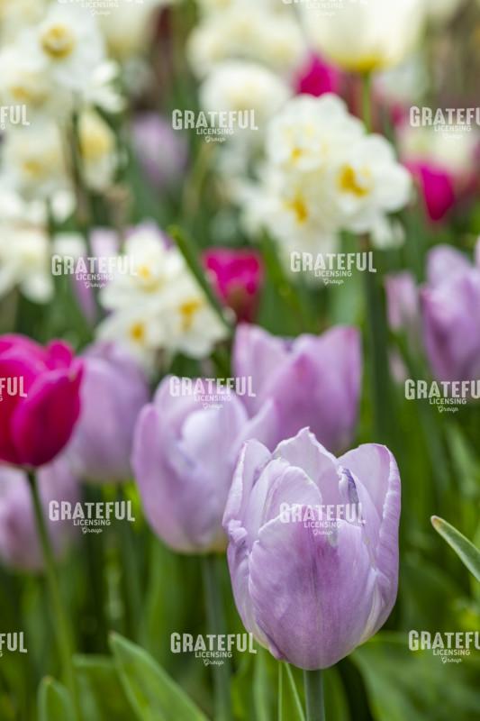 Tulips And Daffodils Make Me Happy