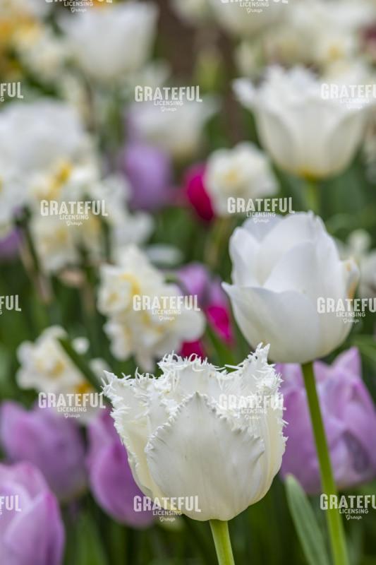 Tulips and Daffodils Spell Spring
