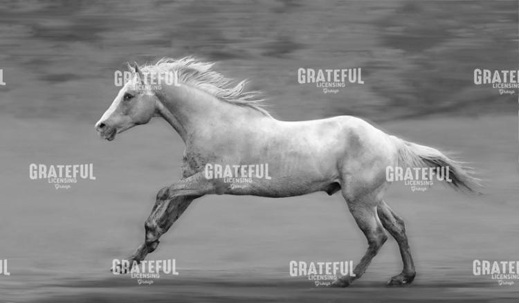 Galloping Palomino