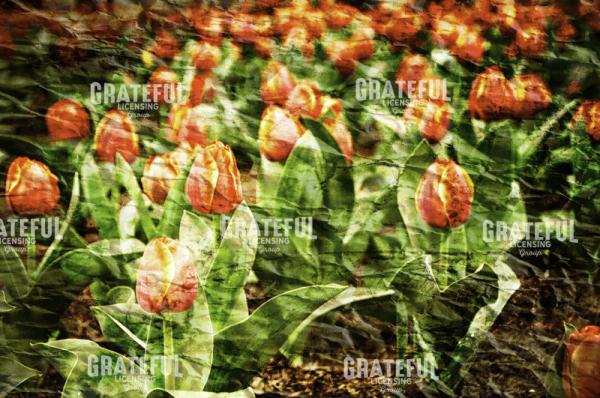 For the Love of Tulips