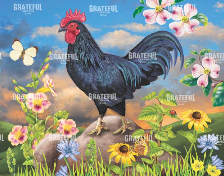 Black Rooster