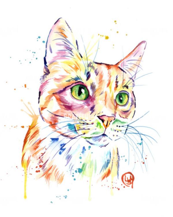 Orange Tabby