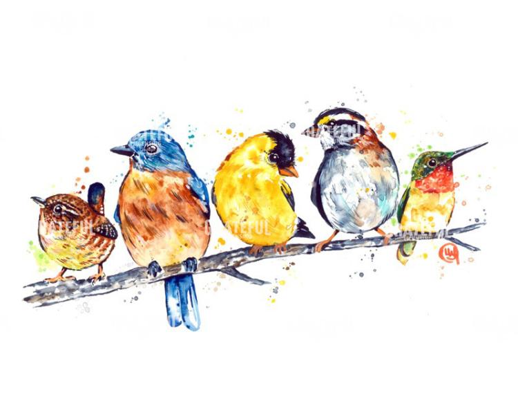 Birds - Backyard Friends