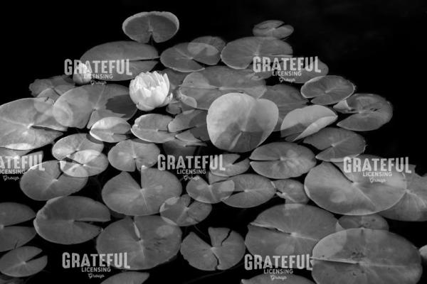 Lilly Pads in a Pond II.jpg