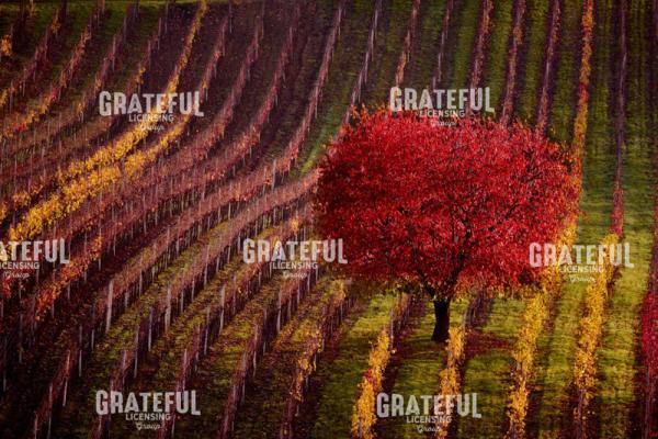 A Red Tree.jpg