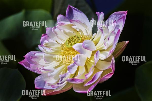 Flower Blossom.jpg