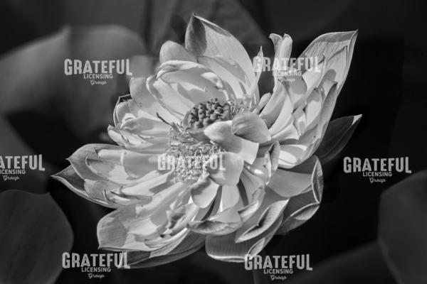Flower Blossom II.jpg