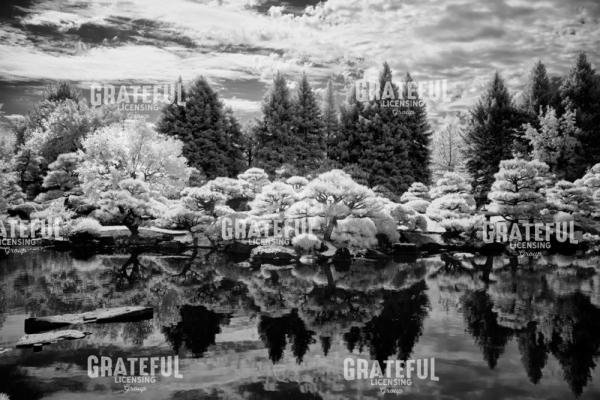 Japanese Pond II