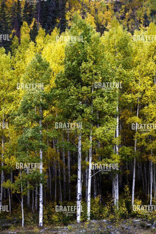 A few Aspens