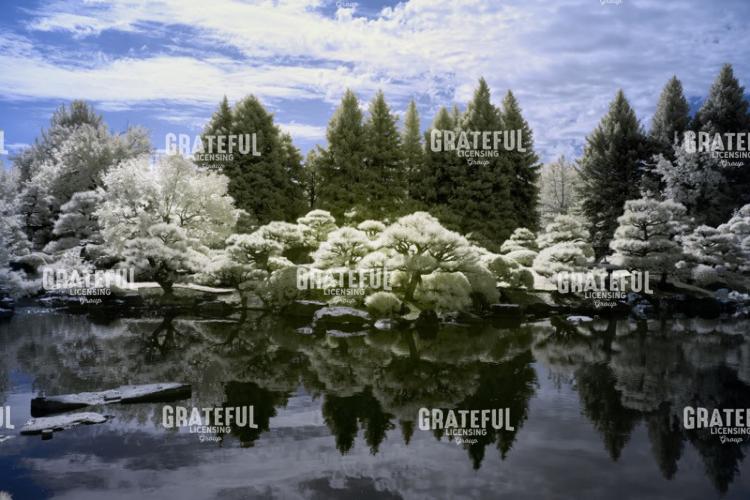 Japanese Pond