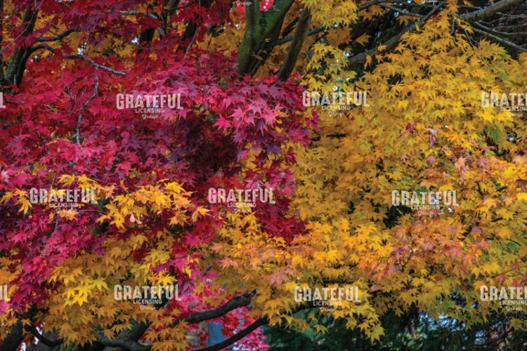 Autumn Abstract of Reds and Golds