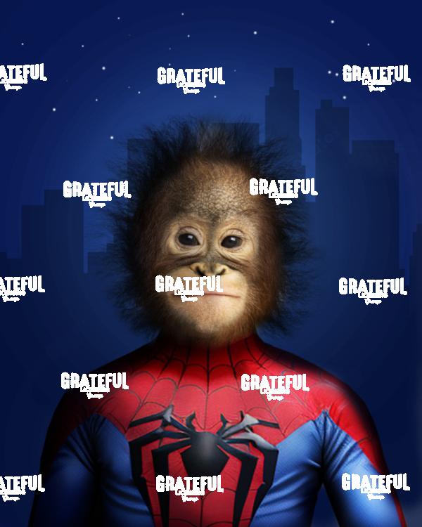 Spider Monkey
