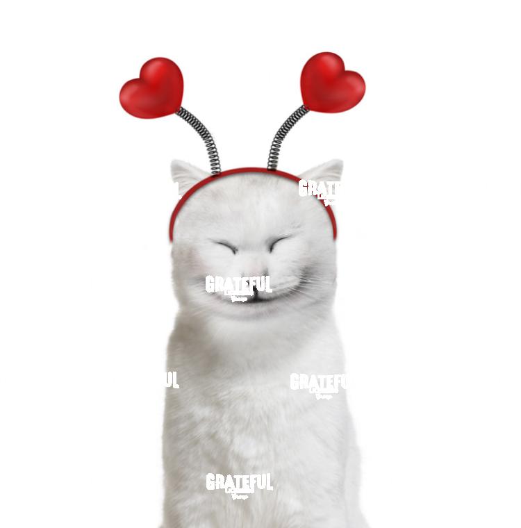 Valentine Cat