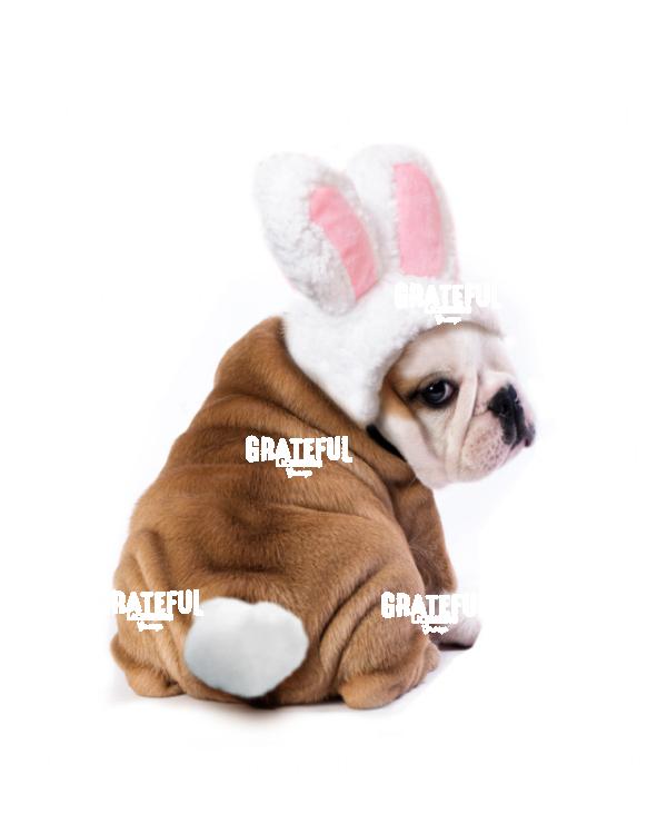 Bull Dog Easter
