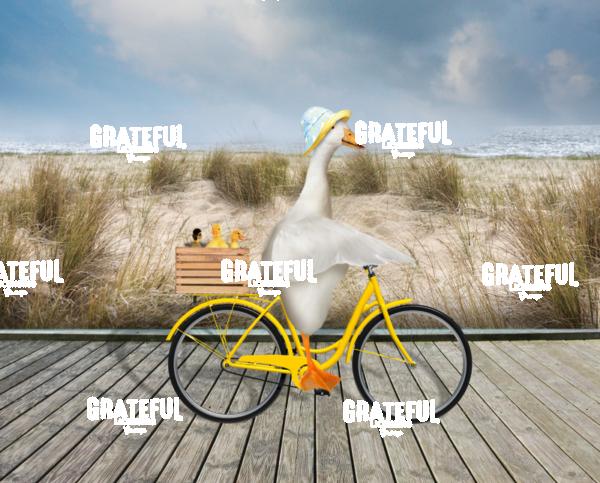Duck riding bike