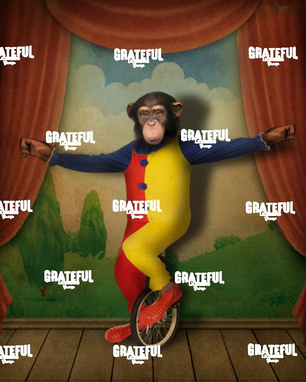 Monkey