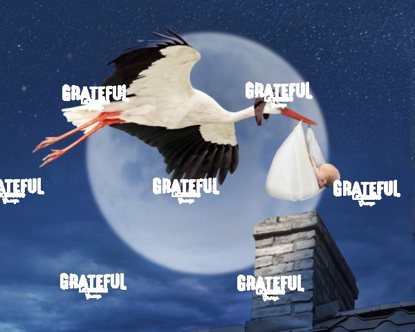 Stork
