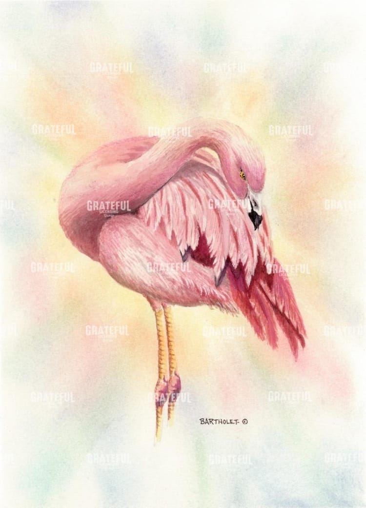 Flamingo