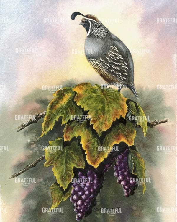 Vineyard Quail