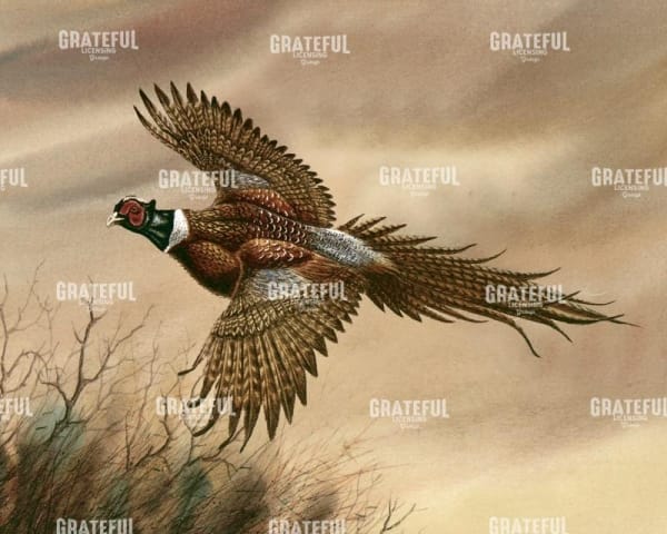 Pheasant