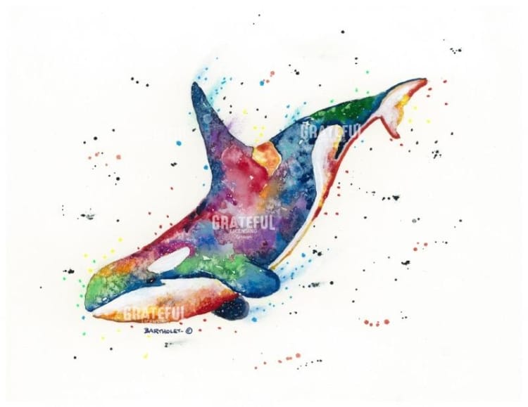 Rainbow Orca