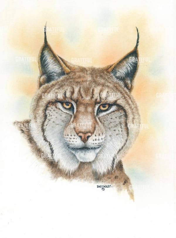 Lynx
