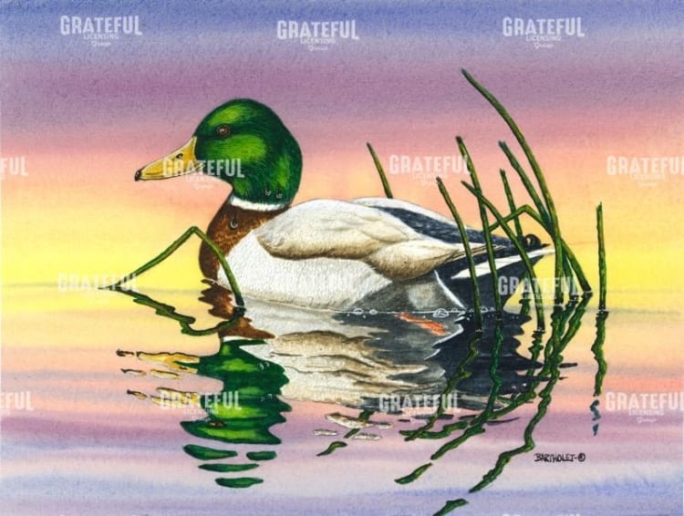 Evening Mallard