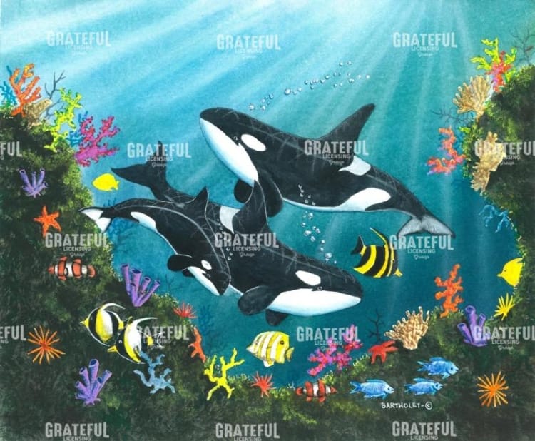 Orca Joy
