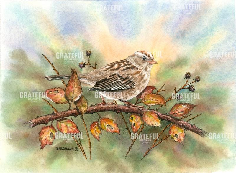 White Crowned Sparrow
