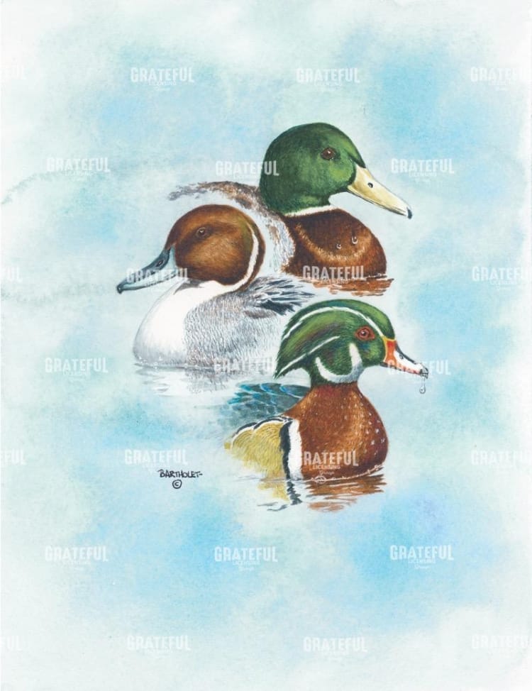 Puddle Duck Trio