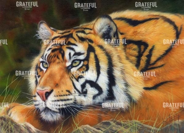 Sumatran Tiger