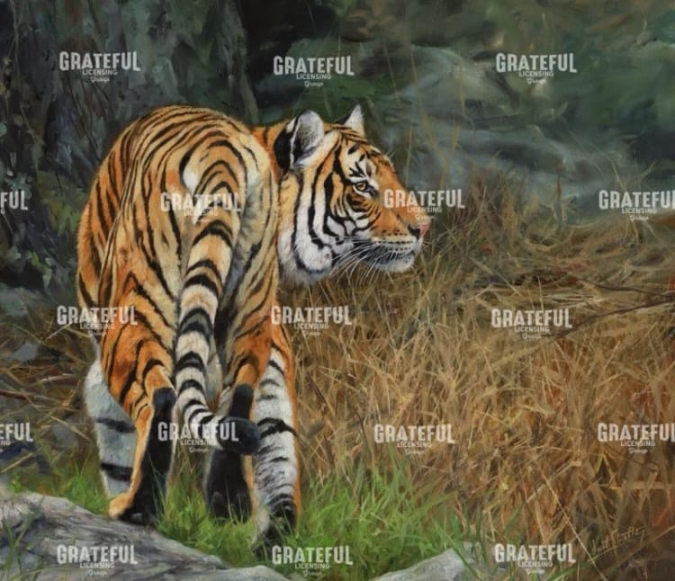 Indo Chinese Tiger