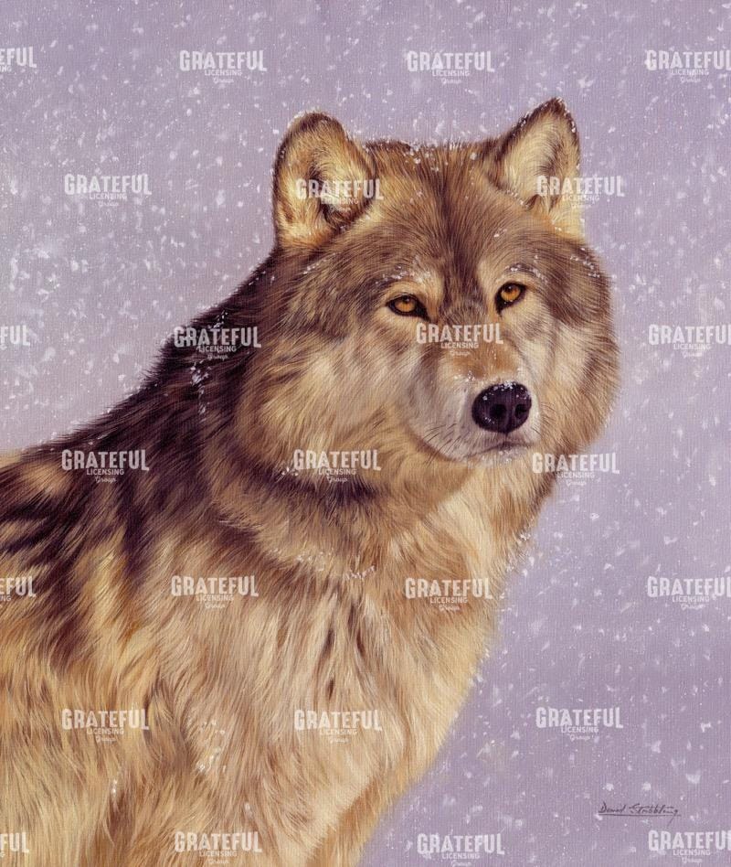 wolfportraitsnow.jpg