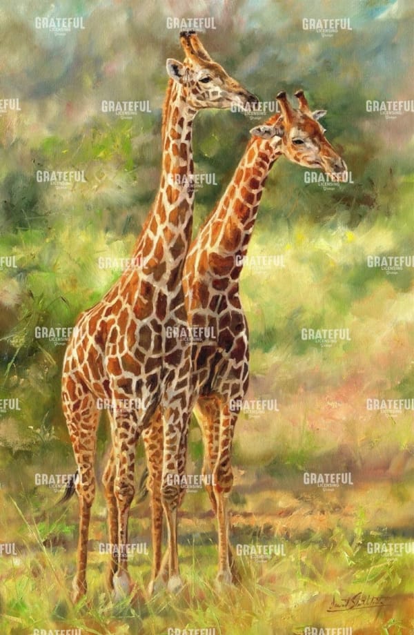 Giraffe Love