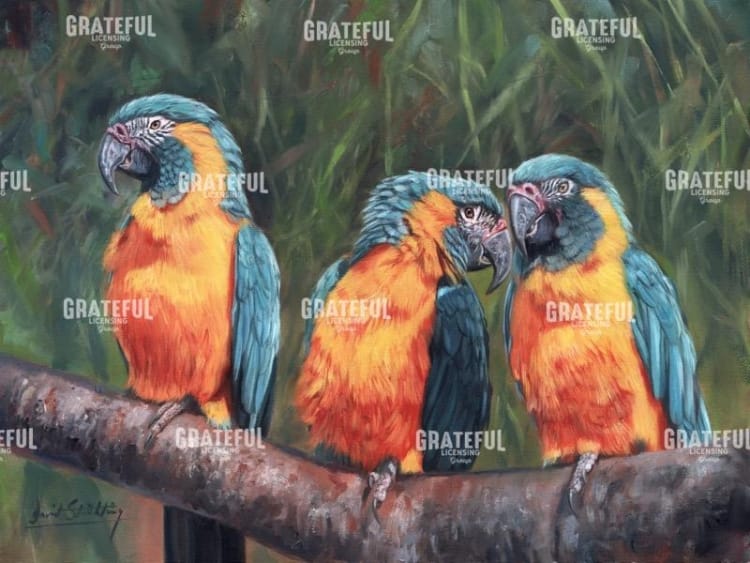 3 Macaws